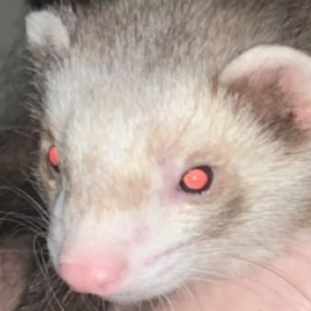 Meet your Posher, Lila